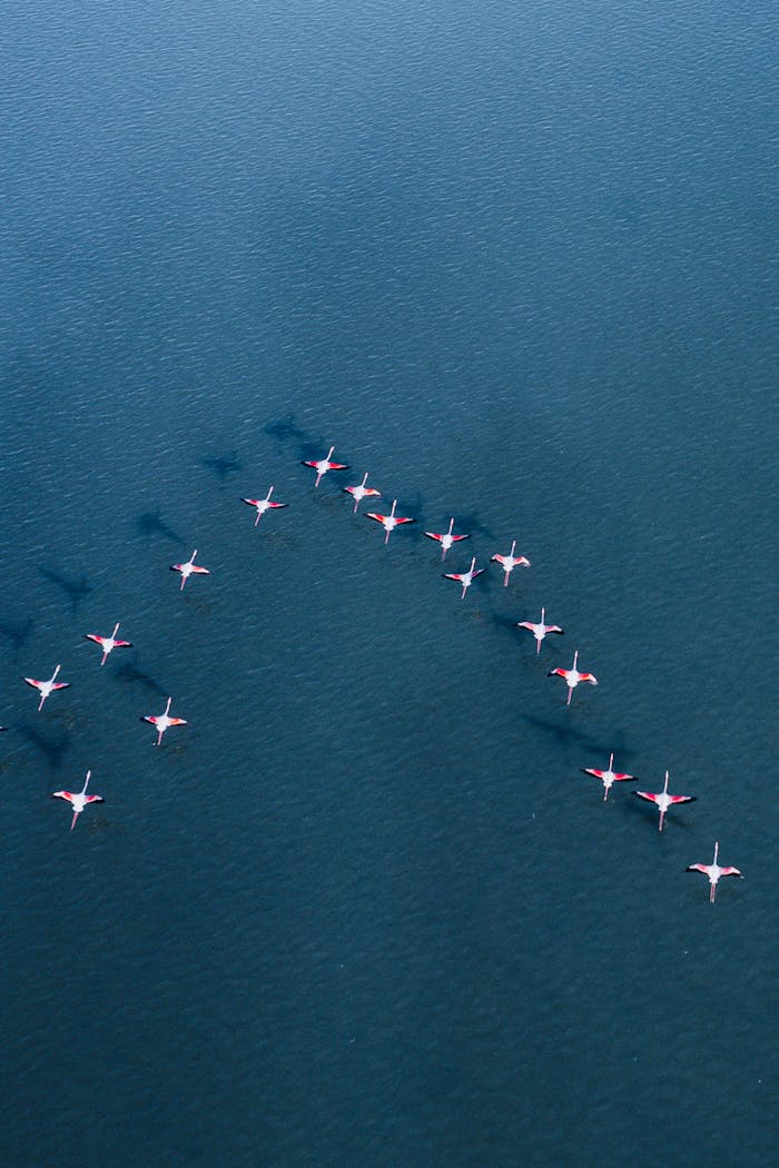 about-01 Stunning aerial shot of flamingos in flight over the ocean, capturing their elegant formation.